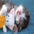 Missmew