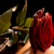 Mystical_Rose2012