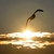 Oceane