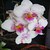 Orchidea85
