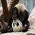 Pandasrule