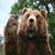 PapaBear57