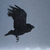RavenLove80