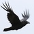 RavenSinger1
