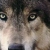Raven_RedFeather