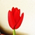 Red_Tulip