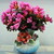 ReluRO