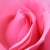 Rose1952
