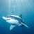 Sharkman09