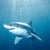 Sharkman09