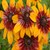 Shyangel