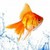 Srikanth_g