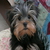 Suzette