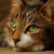 TheWhiteTiger