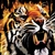 Tigerdi