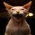 Tomcat52