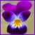ViolaTricolor