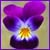 ViolaTricolor
