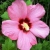 WINDFLOWER1369