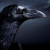 WS_Crow