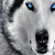 Wolfess