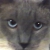 apopkaflowerchild