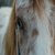 aussie-horse
