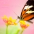 butterflies-r-free-2-fly