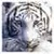 cap81122