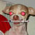 chihuahuagirl66