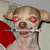 chihuahuagirl66