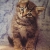 circecat