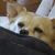 cocopuppy50