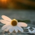 cosmin