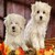 cutepuppy65