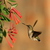 debib
