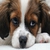 decadurian