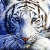 domthetiger