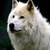 dustywolf