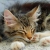 estel