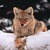 firstcoyote