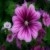 flowers4evar