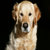 goldenretrieversrock3