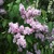 goldenstars