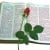 graphicbug2