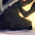 horse2