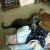 ilovecats292