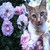 jane84