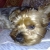 jerryturbo