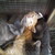 kitty-love